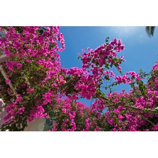 Atlantis Beach Villa