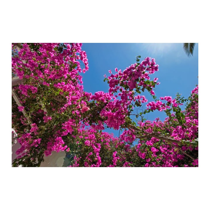 Atlantis Beach Villa