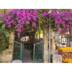 Pension Begonville