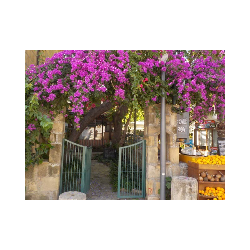 Pension Begonville