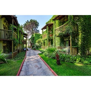 Gypsophila Club Marine