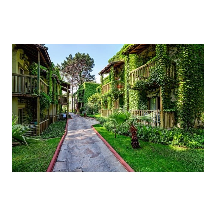 Gypsophila Club Marine