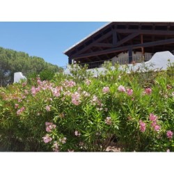 Hotel Club Ragno D'oro