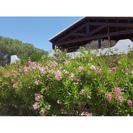 Hotel Club Ragno D'oro