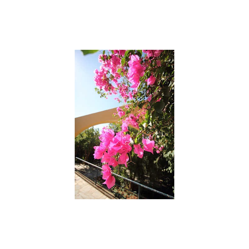 Hotel Horizon Beach