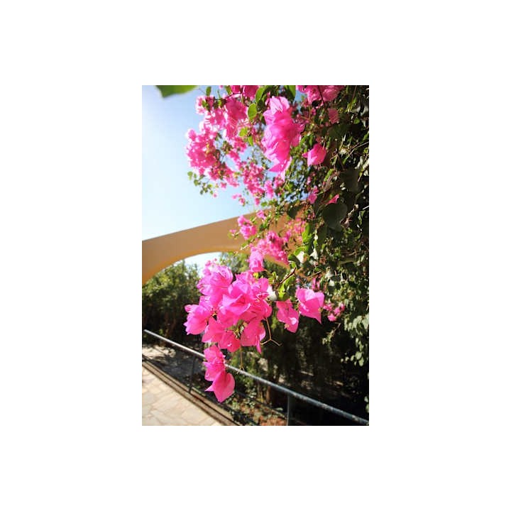 Hotel Horizon Beach
