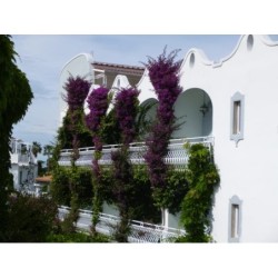 Hotel Continental Terme