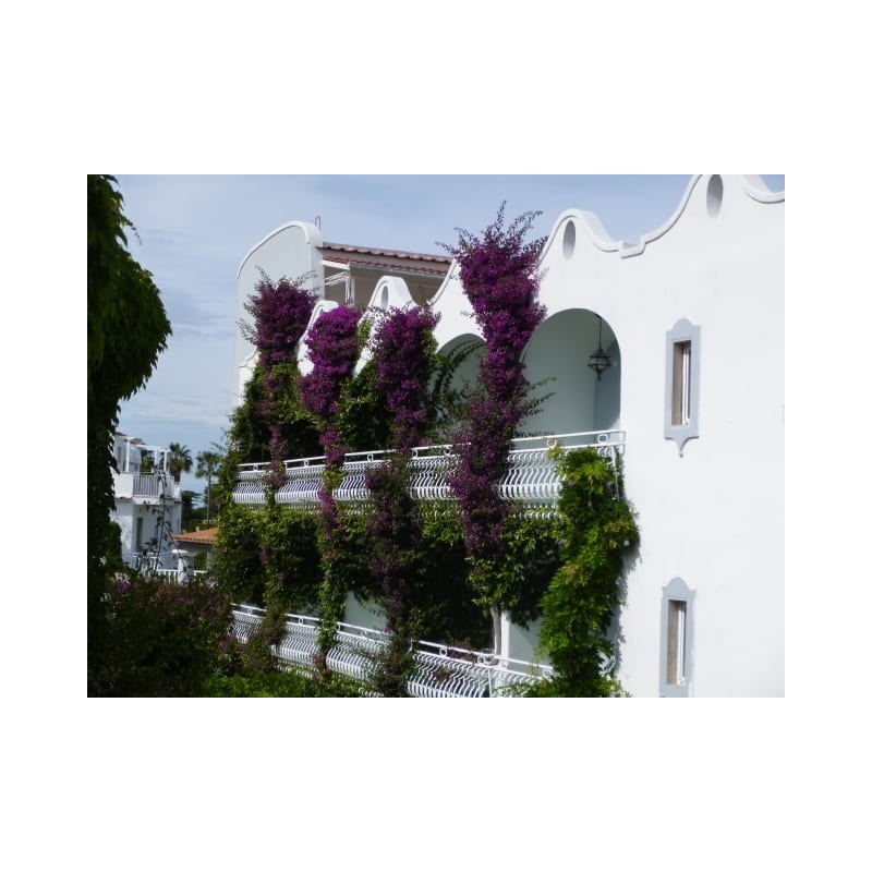 Hotel Continental Terme