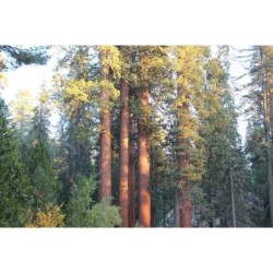 John Muir Lodge