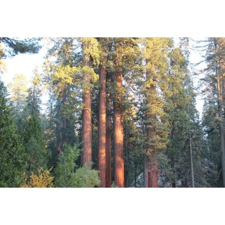 John Muir Lodge
