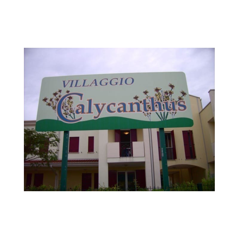 Calycanthus Villaggio