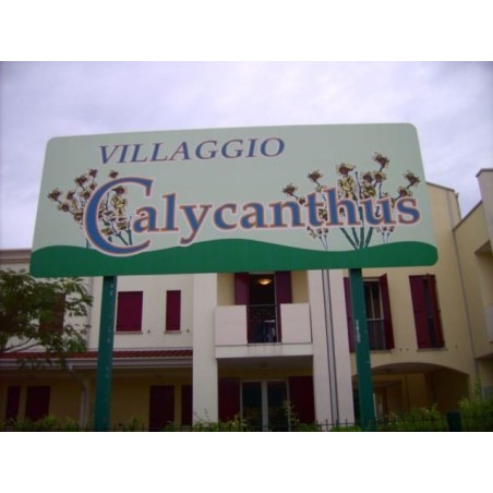 Calycanthus Villaggio