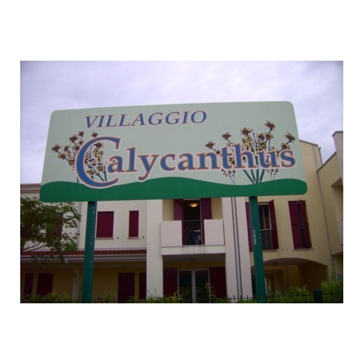 Calycanthus Villaggio