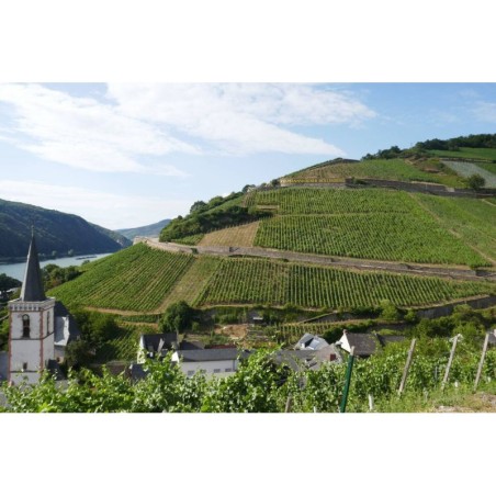 Rhein Winzertour