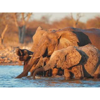 Rundreisen Namibia: Raue Schönheit am Atlantik
