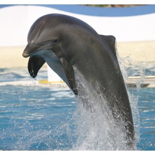 Marineland Resort