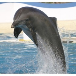 Marineland Resort