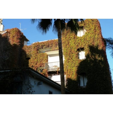 Hotel Veronica