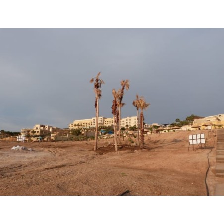Dead Sea Spa Hotel
