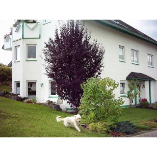 Ferienwohnung in Alpenrod ab 45€ pro Nacht