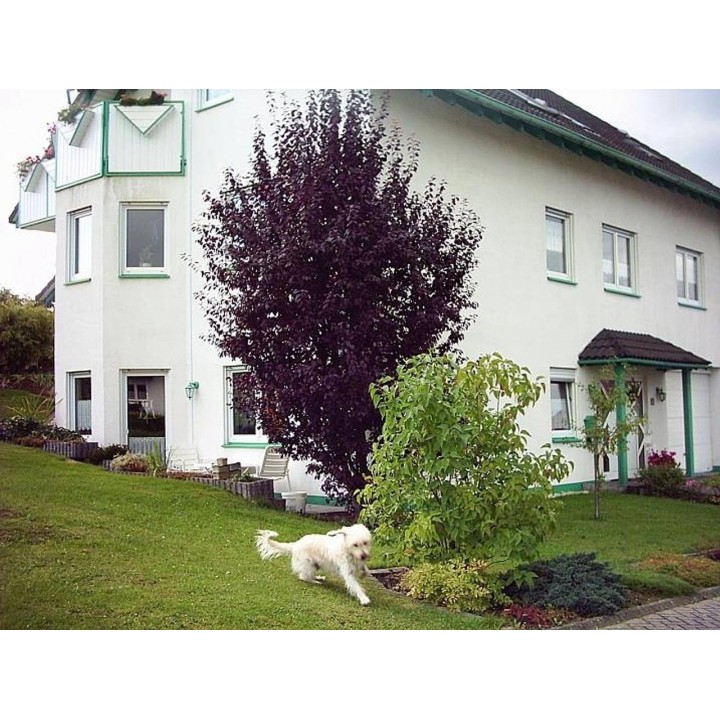 Ferienwohnung in Alpenrod ab 45€ pro Nacht