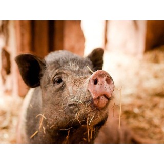 Ferienhaus in Eifel ab 39€ pro Nacht