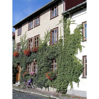 Ferienwohnung in Arnstadt ab 50€ pro Nacht