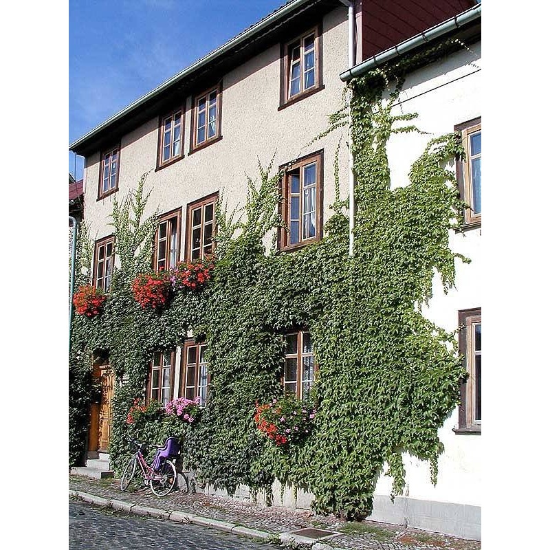 Ferienwohnung in Arnstadt ab 50€ pro Nacht