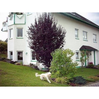 Ferienwohnung in Alpenrod ab 45€ pro Nacht