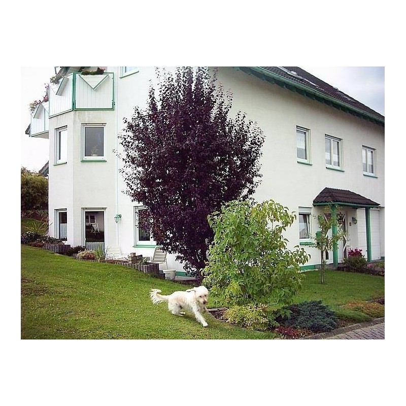 Ferienwohnung in Alpenrod ab 45€ pro Nacht
