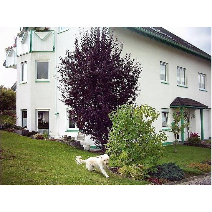 Ferienwohnung in Alpenrod ab 45€ pro Nacht