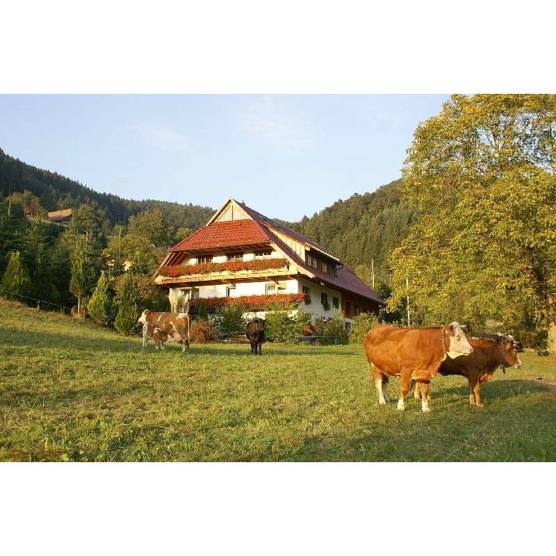 Ferienwohnung in Oberrhein ab 47€ pro Nacht