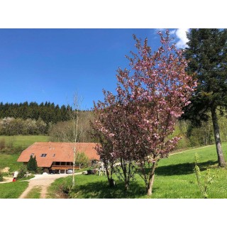 Ferienhaus in Oberrhein ab 59€ pro Nacht