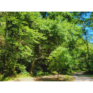 Camping Le Bois Flottant