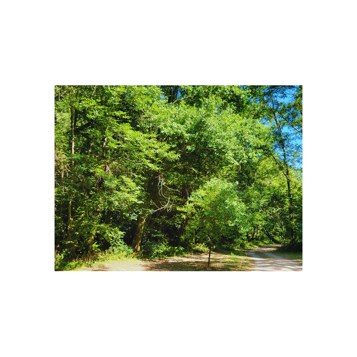 Camping Le Bois Flottant