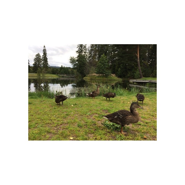 First Camp Lunde - Telemark