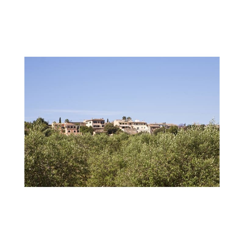 Agroturismo S'Hort de Son Caulelles - Adults only