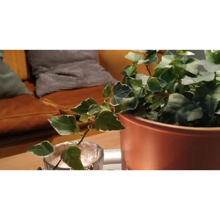 Pensión Don Claudio