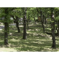 Camping le Querce