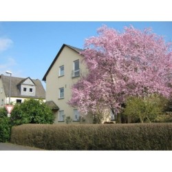Ferienwohnung in Mosel ab 50€ pro Nacht