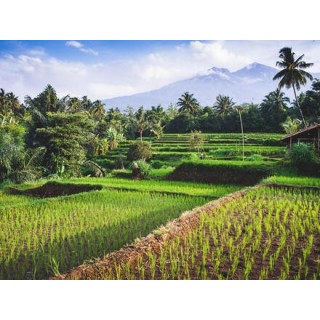 Kombinationsreisen Singapur, Thailand, Malaysia & Indonesien: Kreuzfahrt mit der Celebrity Millennium inkl. Baden auf Bali