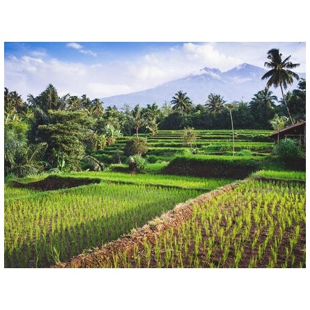 Kombinationsreisen Singapur, Thailand, Malaysia & Indonesien: Kreuzfahrt mit der Celebrity Millennium inkl. Baden auf Bali
