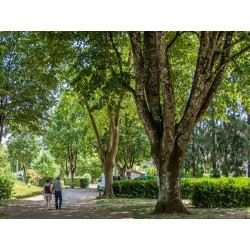 Camping Les Premiers Prés
