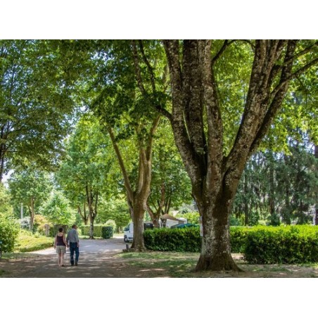 Camping Les Premiers Prés