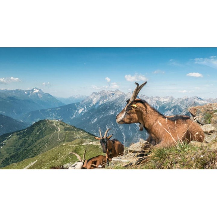 Eigene Anreise Schweiz - Graubünden: Wanderreise mit Aufenthalt im Hotel Condordia