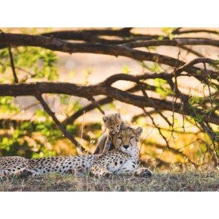 Kombinationsreisen Tansania & Sansibar: Goldene Strände & wilde Natur