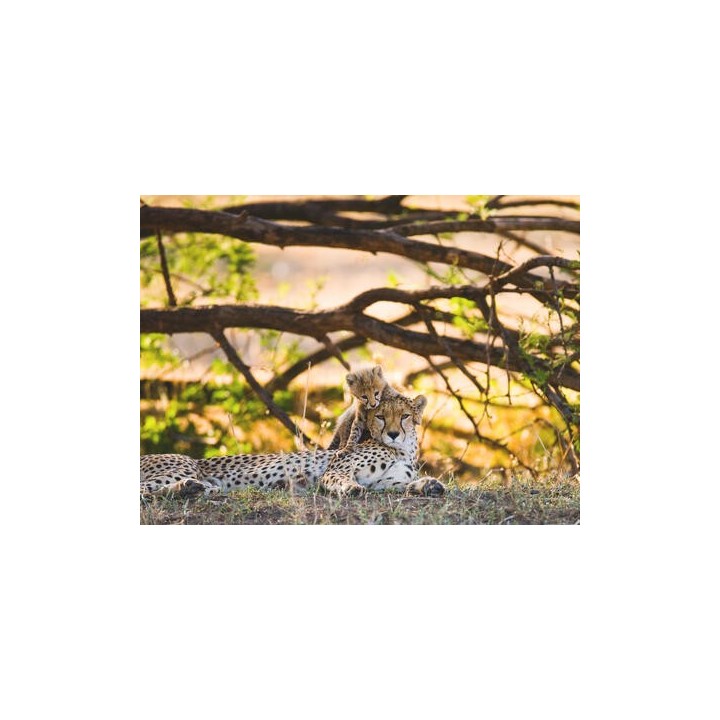 Kombinationsreisen Tansania & Sansibar: Goldene Strände & wilde Natur