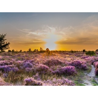 Heidepark Veluwschkarakter