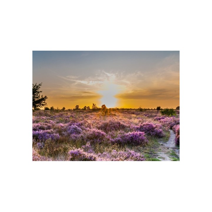 Heidepark Veluwschkarakter