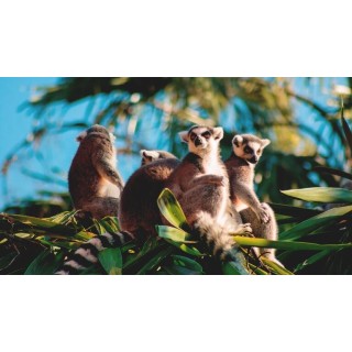 Rundreisen Madagaskar: Die Insel der Lemuren und Baobabs